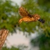 Sycek obecny - Athene noctua - Little Owl 0162